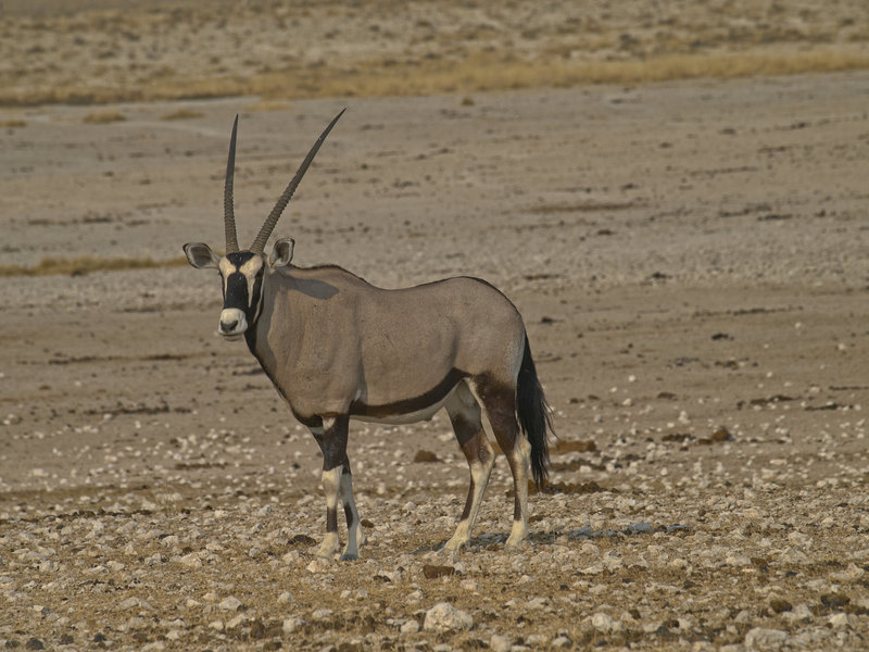Okaukuejo, Oryx